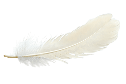 delicado blanco pluma descansando en un suave superficie en natural ligero durante el día png
