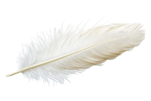 Delicate white feather resting on a smooth surface in soft natural light png