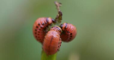 Close-up of Colorado Potato Beetle Larvae video