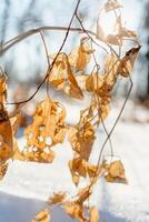 Dried grass against the background of white snow, illuminated by sunlight. Pale yellow dry grass against the background of snow in the winter forest. photo