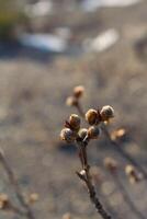 Buds on a tree branch in spring. The willow begins to grow. Symbol of spring. photo