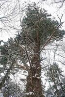 Taiga, winter forest. Pine trees in a snowy forest on a winter day. Forest covered with snow. photo