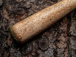 Textured bark and moss on a fallen tree branch photo
