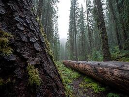 Lush green forest with fallen tree trunk photo