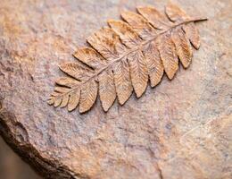 Fossilized fern leaf on stone surface photo
