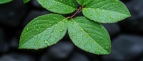 Closeup of green leaves with water droplets photo