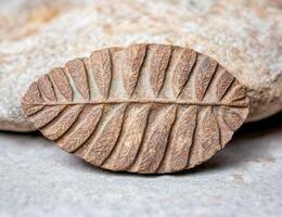 Close up of a fossilized leaf imprint on a stone photo