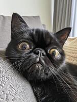 close up of a curious black cat photo