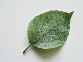 Close up of a green leaf with intricate veins photo