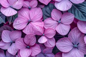 Close up of vibrant purple hydrangea flowers photo