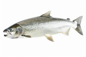 Close up of a silver fish with spotted scales photo