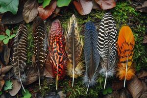 Vibrant feathers on forest floor photo