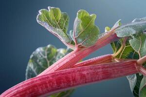 Close up of rhubarb stalks with water droplets photo