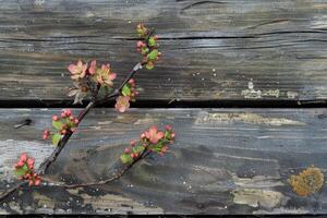 Blooming spring flowers on a rustic wooden background photo
