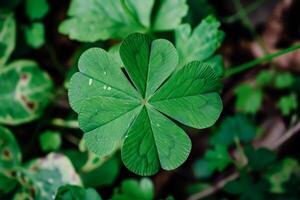 Close up of a green four leaf clover photo