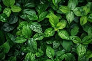 Lush green foliage with water droplets photo