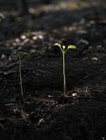 Sprouting seedling in dark soil photo