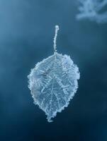 Frozen leaf in winter landscape photo