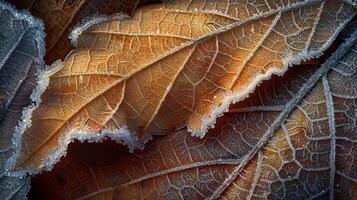 Frozen autumn leaf with intricate patterns photo