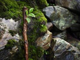 Lush Moss Covered Forest Scene photo