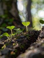 Sprouting seedlings in soil photo
