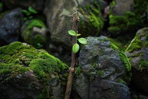 Moss covered rocks and a small plant growing in a lush, natural environment photo