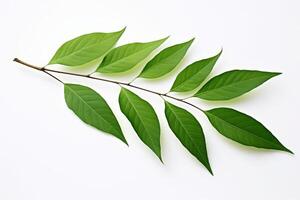 Fresh green leaves on branch photo