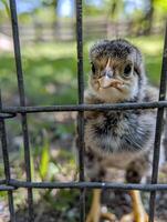 Curious duckling peeking through fence photo