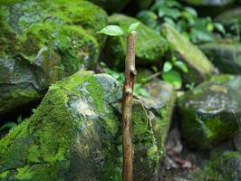 Sprouting seedling on mossy rock photo
