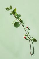 Fresh green leaves and red berries on a branch photo