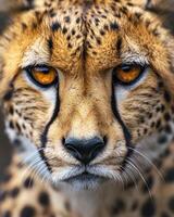 Intense Gaze of a Majestic Cheetah photo