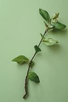 Vibrant green leaves on a branch photo