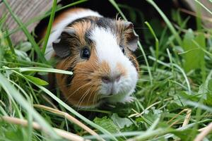 Cute guinea pig in the grass photo