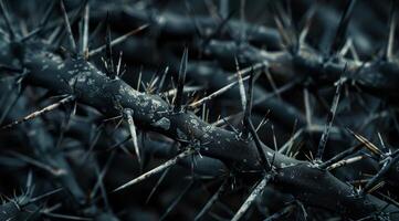 Close up of thorny branches with dewdrops in monochrome photo