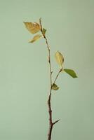 Single green plant sprout against a soft background photo