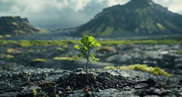 Young plant growing on volcanic soil with mountains in the background photo