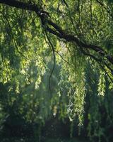 Sunlight filtering through willow branches with floating pollen photo