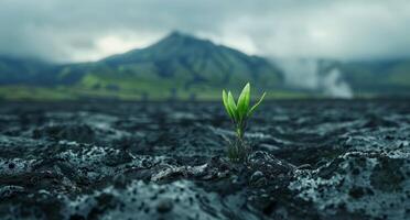 New life emerging from volcanic soil with a mountainous backdrop photo