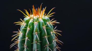 Vibrant Cactus with Sharp Spines on a Dark Background photo
