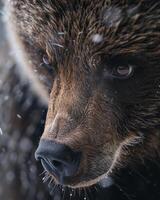 Close up of a bears face in falling snow photo
