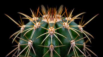 Close up of a cactus with sharp spines photo