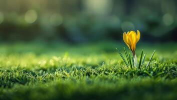 Single yellow crocus emerging in early spring photo