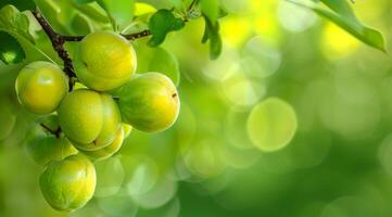 Fresh green plums hanging on a branch with sunlight filtering through leaves photo