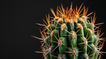 Close up of a vibrant green cactus with sharp spines against a dark background photo
