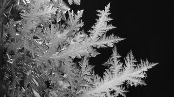 Intricate Frost Patterns on a Winter Window photo