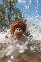 Orangutan splashing in water with a playful expression photo