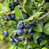 Fresh blueberries on the bush in vibrant natural setting photo
