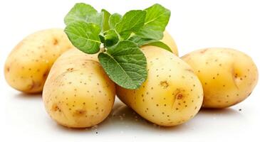 Fresh potatoes with green leaves isolated on white background photo