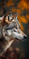 Close up of a Gray Wolf in Autumn photo