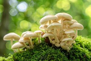 Cluster of Mushrooms Thriving on a Mossy Log in a Lush Forest photo